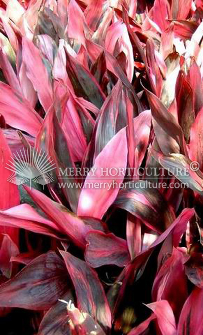 Cordyline terminalis 'Cardinal Stripe'